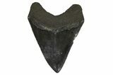 Serrated Fossil Megalodon Tooth - South Carolina #296053-1